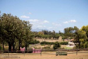 Collingwood Stud - die Weiden