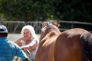 Pferde auf Collingwood Stud