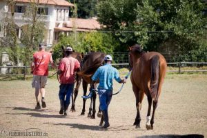 Pferde auf Collingwood Stud - Morgenrunde