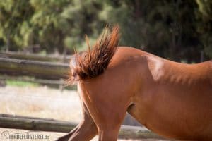 Pferdepopo auf Collingwood Stud