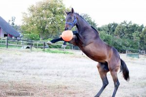 Junger Hengst hat Spaß mit dem Pferdeball
