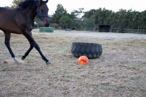 Pferdeball im Visier
