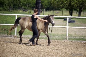 Pferdetraining Abstand