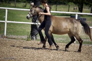 Pferdetraining Galopp