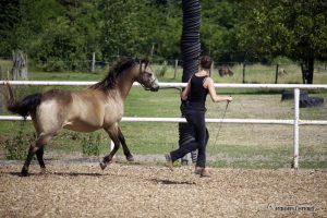 Pferdetraining Galopp