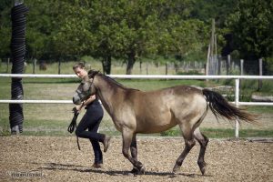 Pferdetraining