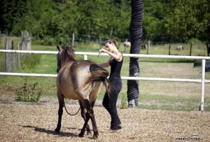 Pferdetraining Abstand