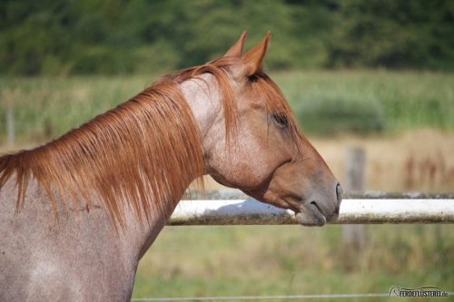 Carey - Jungpferd Quarterhorse