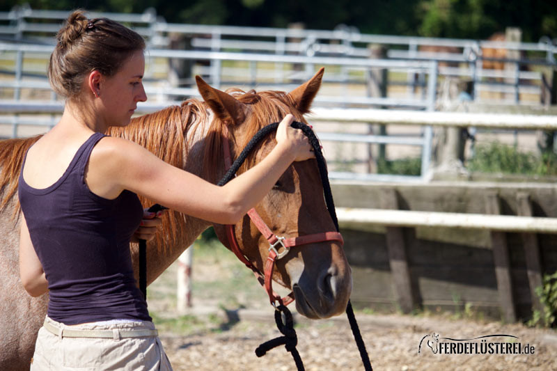 Bodenarbeit: Wann Tierversuche mit dem Pferd super sind 3