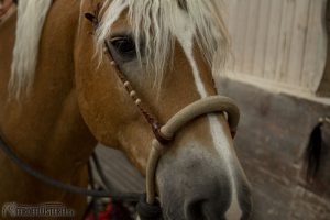 Haflinger mit Bosal