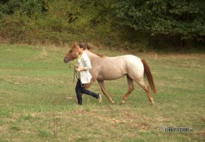 Mehr Sicherheit mit dem Pferd
