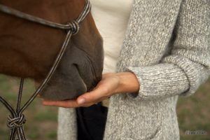 Pferd legt Nase in Hand
