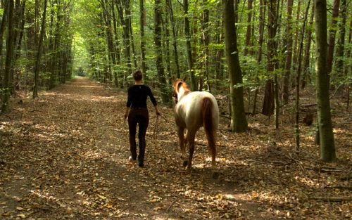 Spaziergang mit dem Pferd im Wald