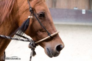 Pferd mit Bosal