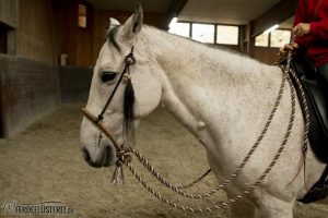 Bosal an Pferdenase