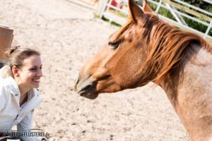 Carey - Quarterhorse