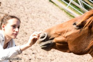 Carey - Quarterhorse
