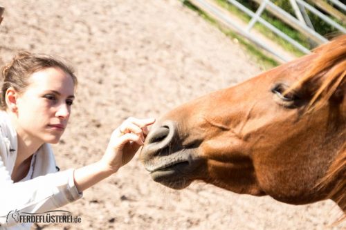 Carey - Quarterhorse