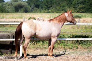 Carey - Quarterhorse