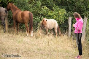 Carey - Quarterhorse