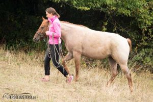 Carey - Quarterhorse