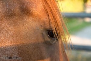 Carey - Quarterhorse