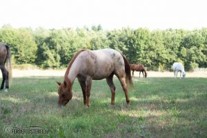 Carey - Quarterhorse