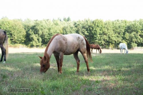 Carey - Quarterhorse