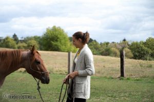 Carey - Quarterhorse
