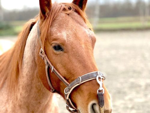 Verkaufst du jetzt dein Pferd? 1