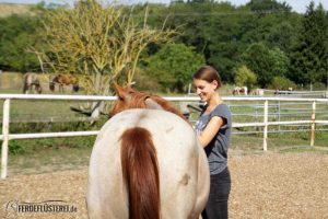 Carey - Quarterhorse