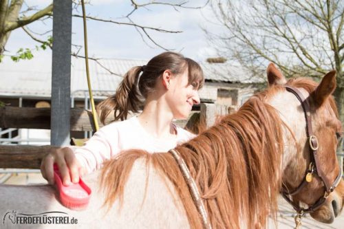 Pferd richtig putzen: Pferde Putzgesicht