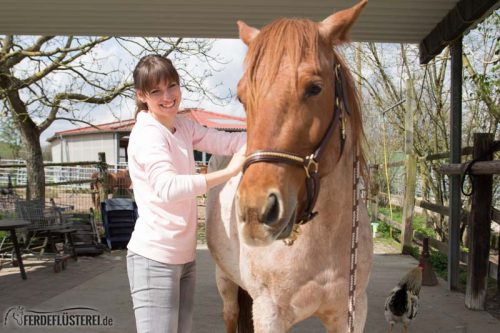 Pferd richtig putzen: Pferde Putzgesicht