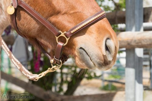 Pferd entspannt