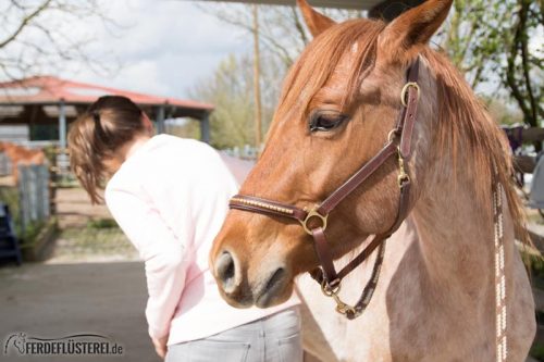 Pferd Popo bürsten