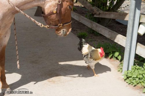 Pferd huhn