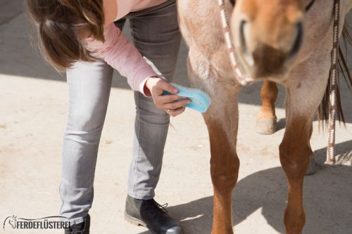 Pferd richtig putzen: Massagebürste Pferd