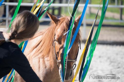 Pferd vor Flatterband