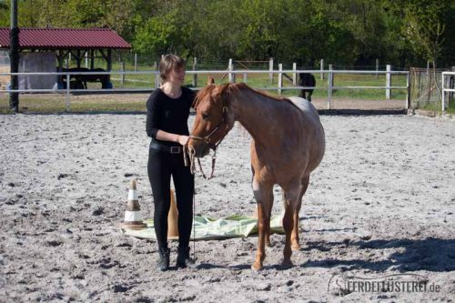Pferd vor Plastikplane