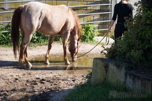 Pferd trinkt