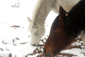 Äste im Schnee