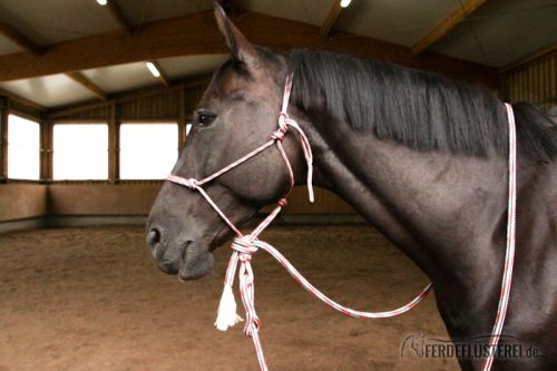 Hackamore knoten korrekt