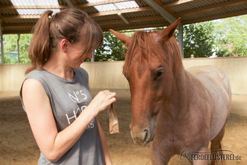 Leckerli Training mit Pferd