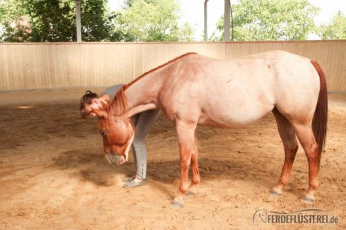 Leckerli Training mit Pferd
