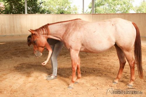 Leckerli Training mit Pferd