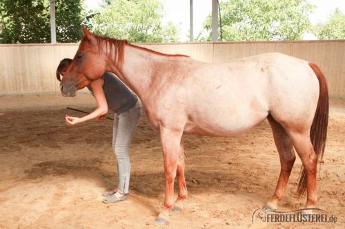 Leckerli Training mit Pferd