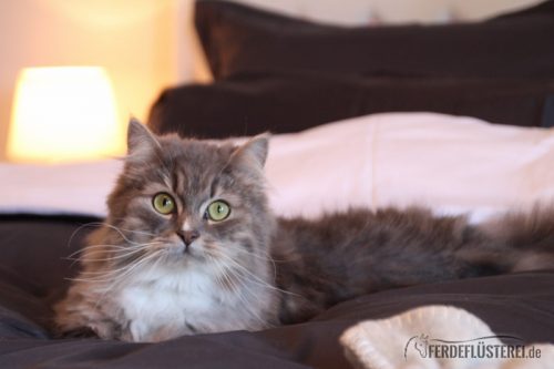 Katze tiergerechte Behandlung
