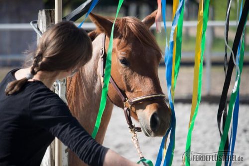 Gelassenheitstraining Pferd Anti-Schreck Training
