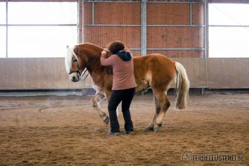 Bent Branderup Kurs akademische Reitkunst Haflinger