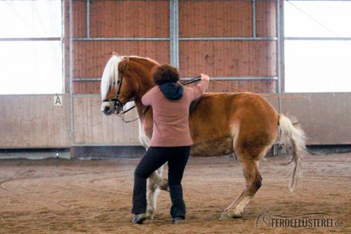 Bent Branderup Kurs akademische Reitkunst Haflinger